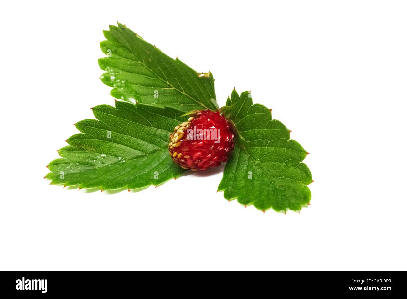 Red strawberry berry with green leaves close up, isolated on white ...