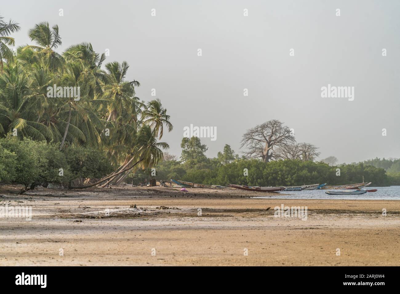 Palmen am Flussufer, Insel Jinack Island, Gambia, Westafrika  |  palm trees at the river shore, Jinack Island, Gambia, West Africa, Stock Photo