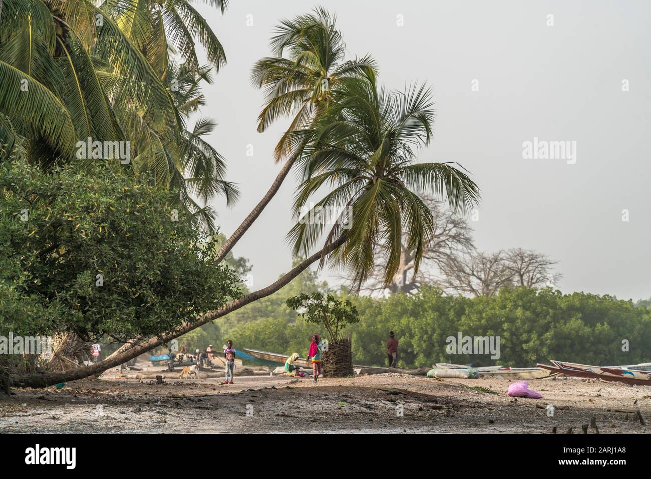 Palmen am Flussufer beim Dorf Kajata , Insel Jinack Island, Gambia, Westafrika  |  palm trees at the river shore near Kajata village, Jinack Island, G Stock Photo