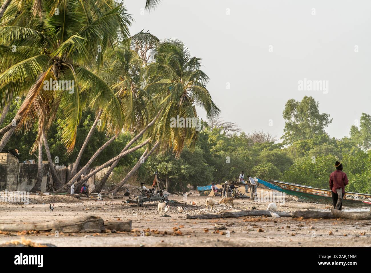 Palmen am Flussufer beim Dorf Kajata , Insel Jinack Island, Gambia, Westafrika  |  palm trees at the river shore near Kajata village, Jinack Island, G Stock Photo