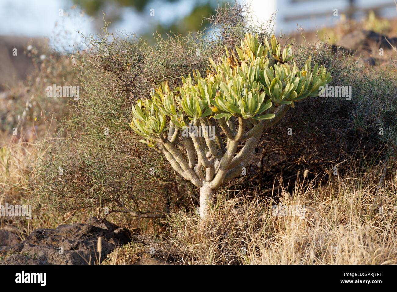 Kleinia neriifolia, endemic species to Canary Islands Stock Photo