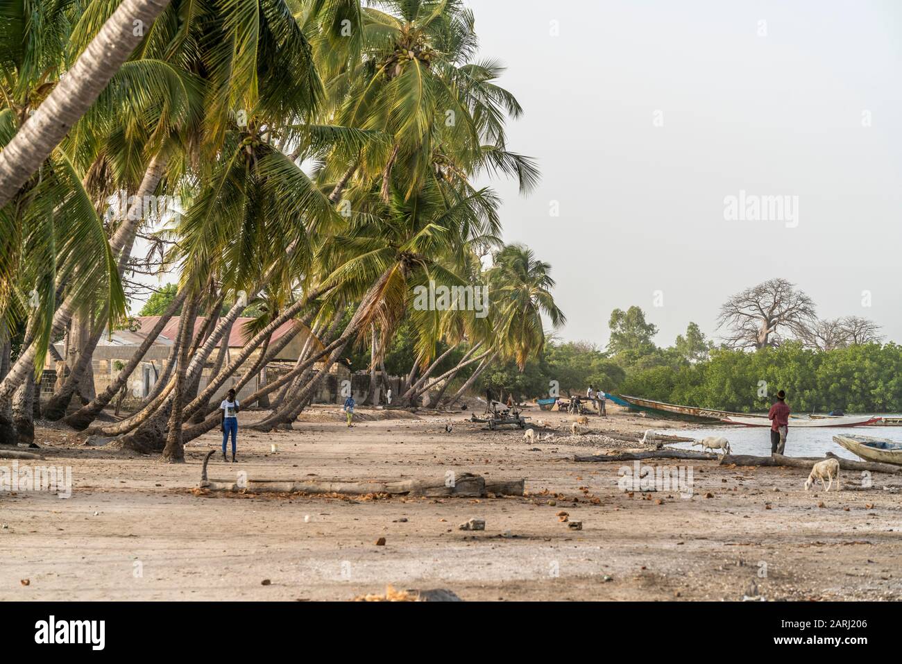 Palmen am Flussufer beim Dorf Kajata , Insel Jinack Island, Gambia, Westafrika  |  palm trees at the river shore near Kajata village, Jinack Island, G Stock Photo