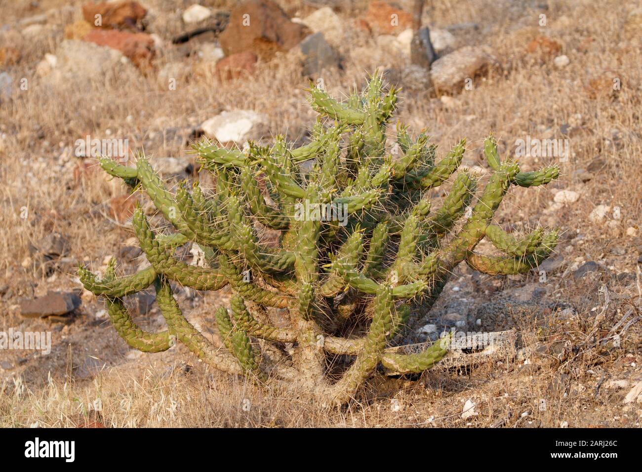 Austrocylindropuntia subulata on Lanzarote, Canary Islands Stock Photo