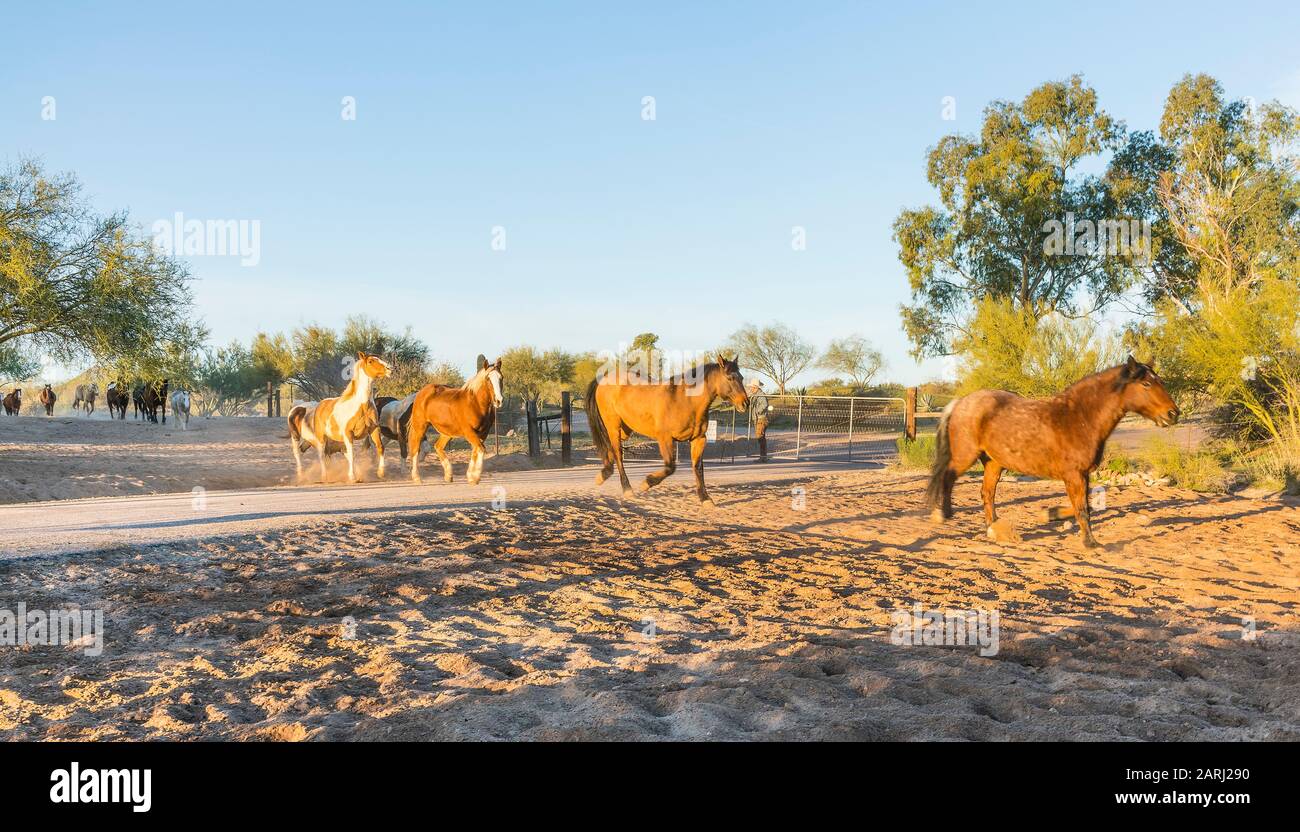Los caballos hi-res stock photography and images - Alamy