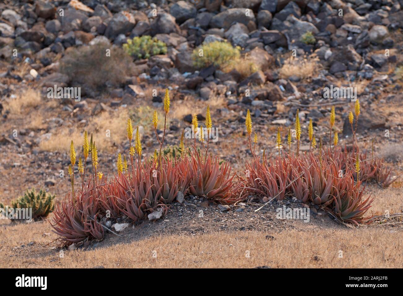 Aloe vera, wild growing on Lanzarote, Canary Islands Stock Photo