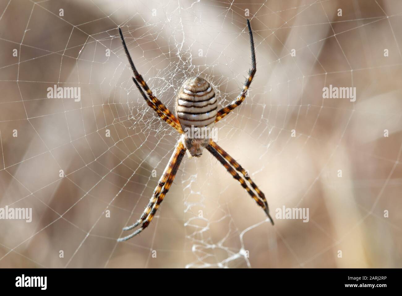 Argiope Trifasciata Banded Garden Spider On Lanzarote Canary
