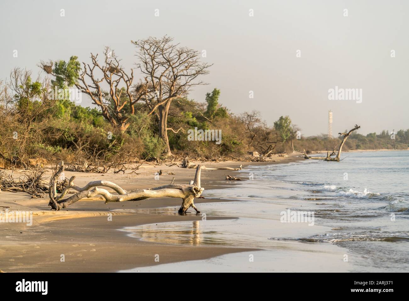 Treibholz am Strand auf der Insel Jinack Island, Gambia, Westafrika  | Driftwood on the beach, Jinack Island, Gambia, West Africa, Stock Photo