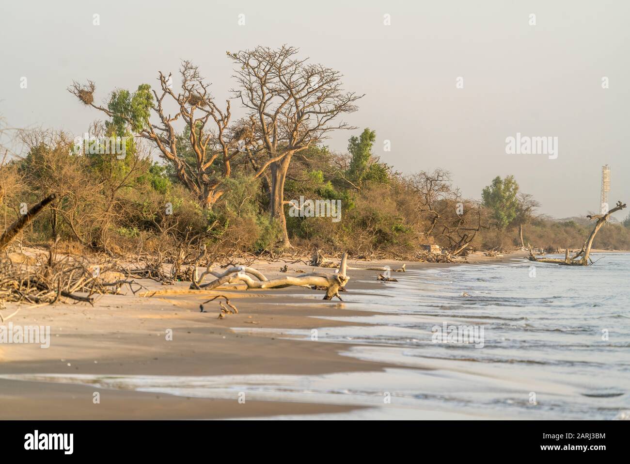 Treibholz am Strand auf der Insel Jinack Island, Gambia, Westafrika  | Driftwood on the beach, Jinack Island, Gambia, West Africa, Stock Photo