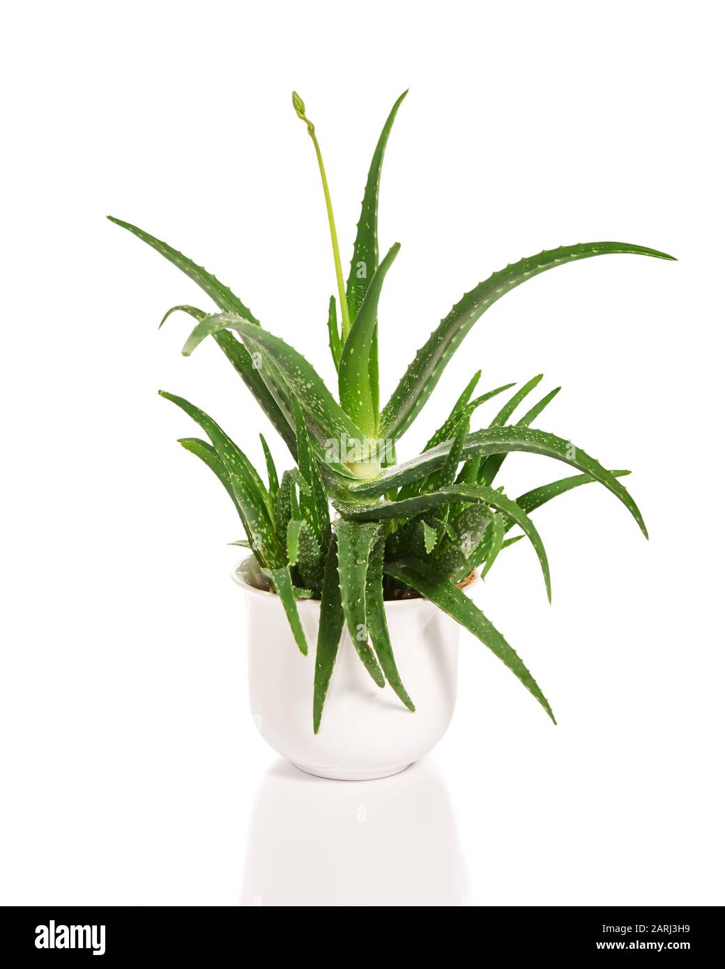 Aloe vera in white pot, growing plant isolated, cut out on white background. Beautiful green
