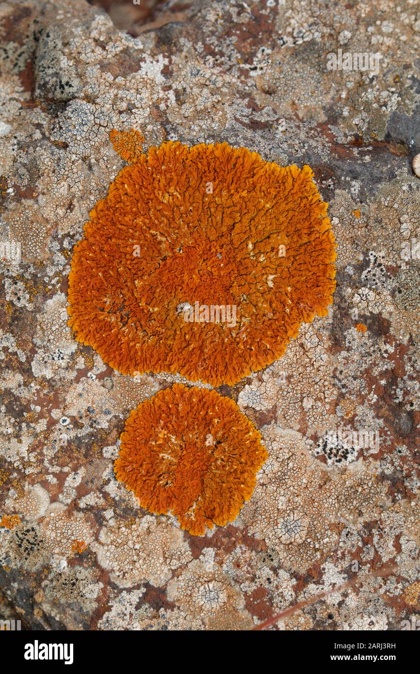Rusavskia sorediata Sugared Sunburst Lichen, Epilithic lichens on lava fields on Lanzarote Stock Photo