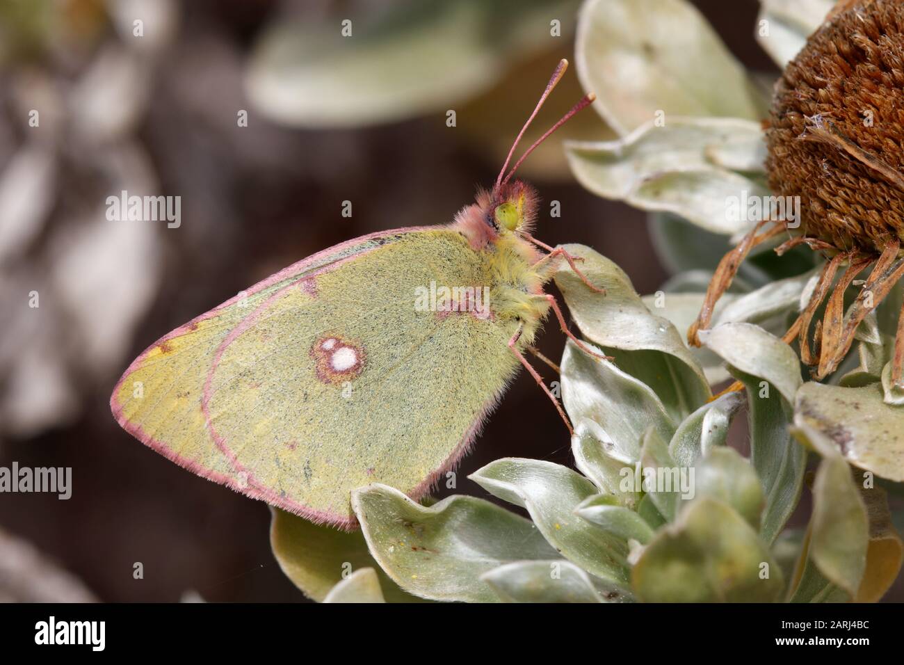 Colias croceus, Clouded Yellow on Lanzarote, Canarty Islands Stock Photo