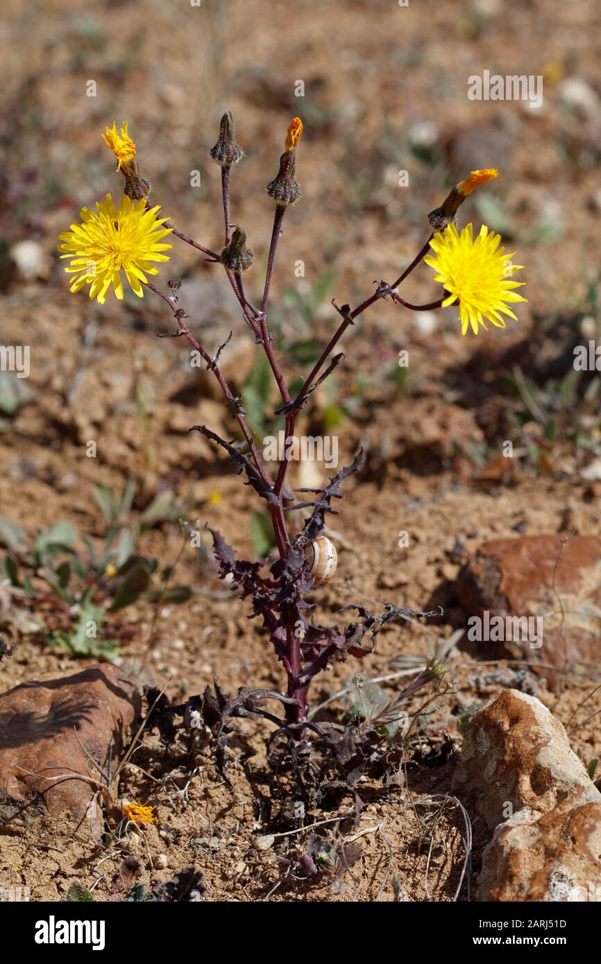 The Cichorieae (Lactuceae) are a tribe of closely related genera of the sunflower family on Lanzarote, Canary Islands Stock Photo
