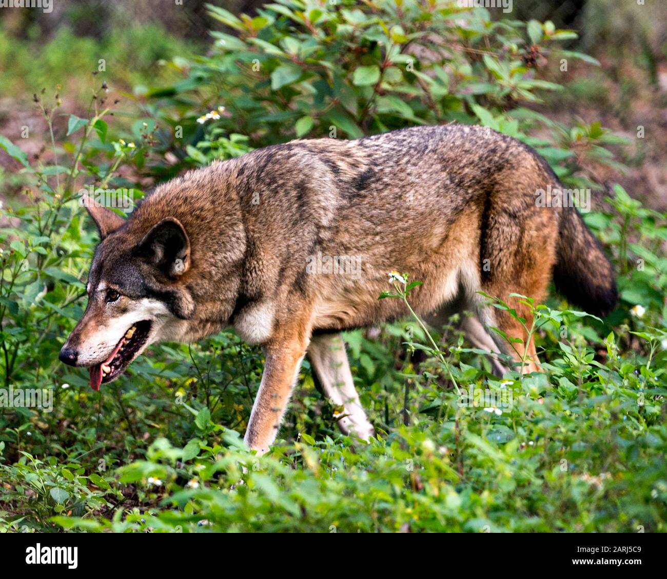 Wolf Red Wolf head close-up profile view foraging in the field with bokeh background and foliage foreground displaying brown fur, head, ears, eyes, no Stock Photo