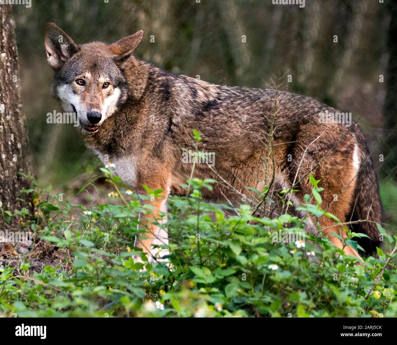 Wolf nose close up hires stock photography and images Alamy