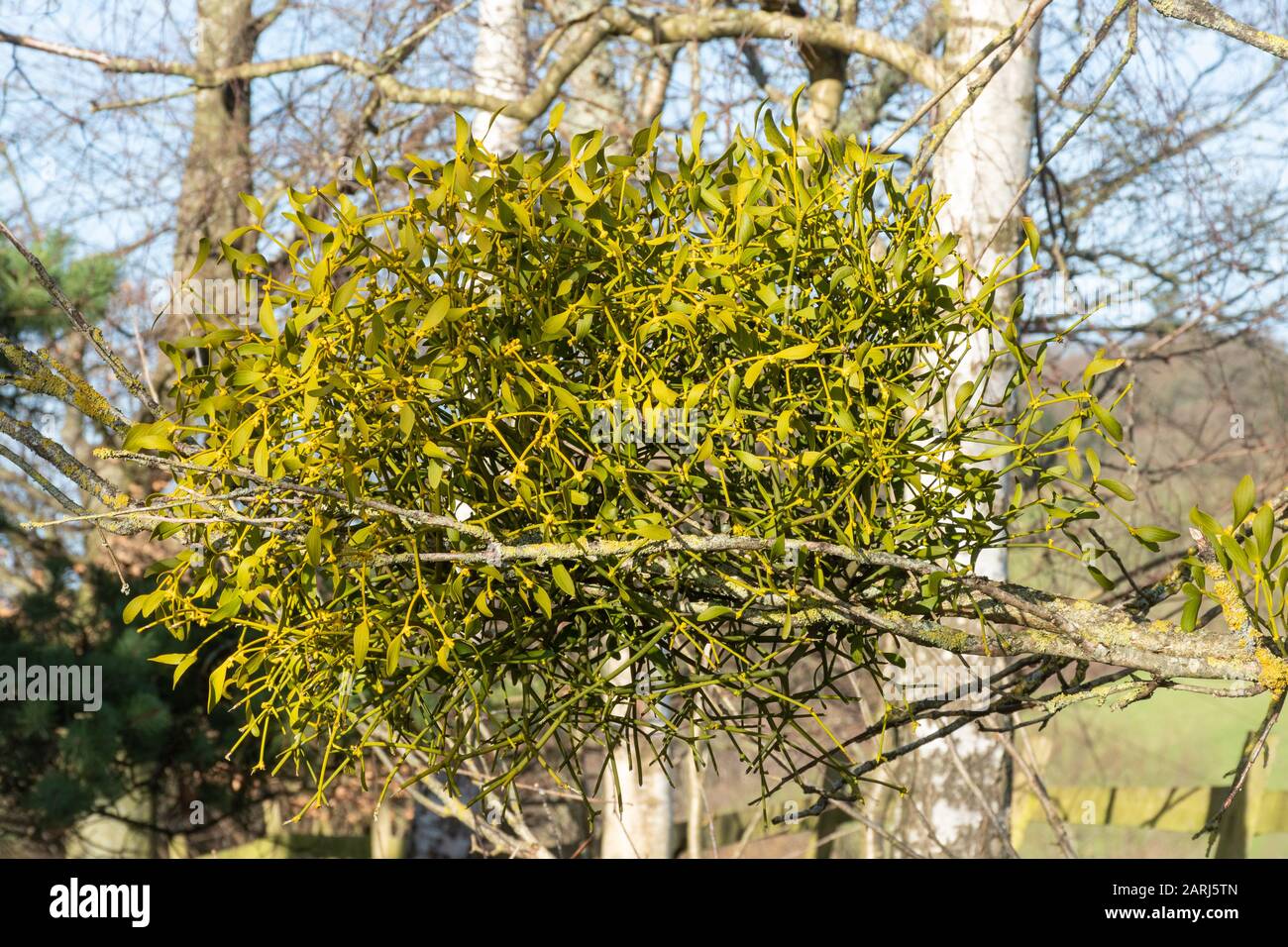Mistletoe (Viscum album) growing on a tree during winter Stock Photo