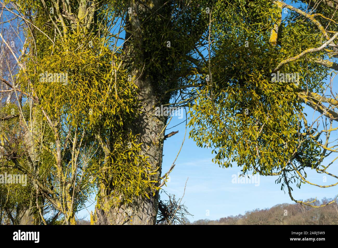 Mistletoe (Viscum album) growing on a tree during winter Stock Photo