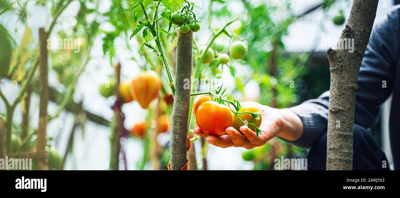 Woman caring for growing tomato fruits in a greenhouse Stock Photo - Alamy