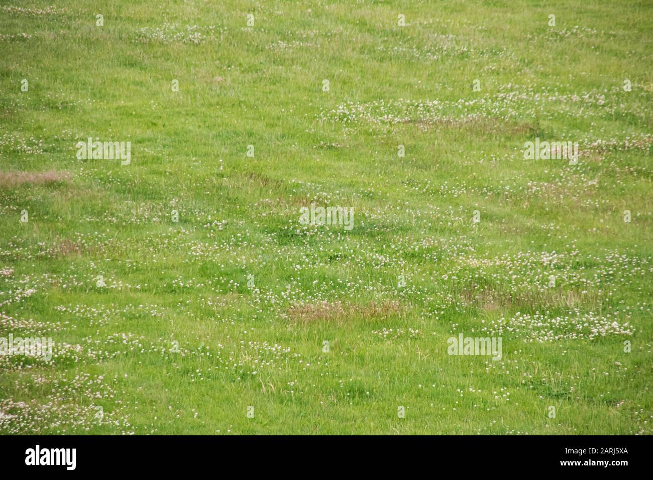 Green grass on the lawn close up, background or texture Stock Photo - Alamy