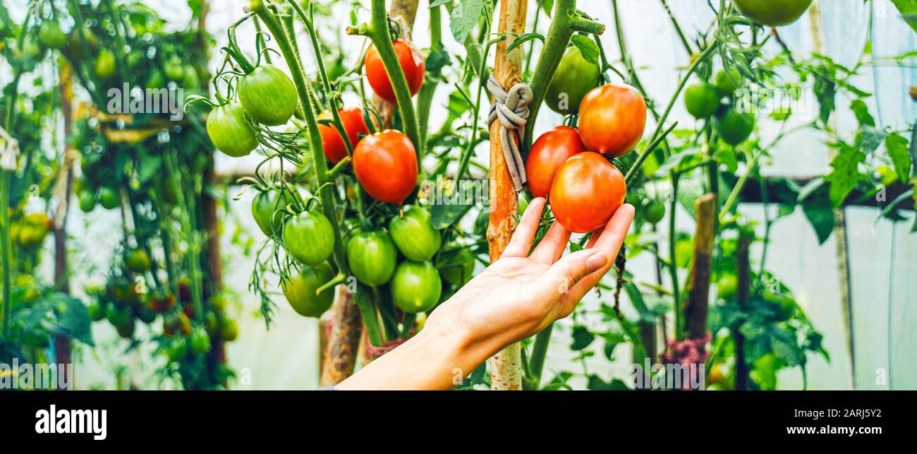 Woman caring for growing tomato fruits in a greenhouse Stock Photo - Alamy
