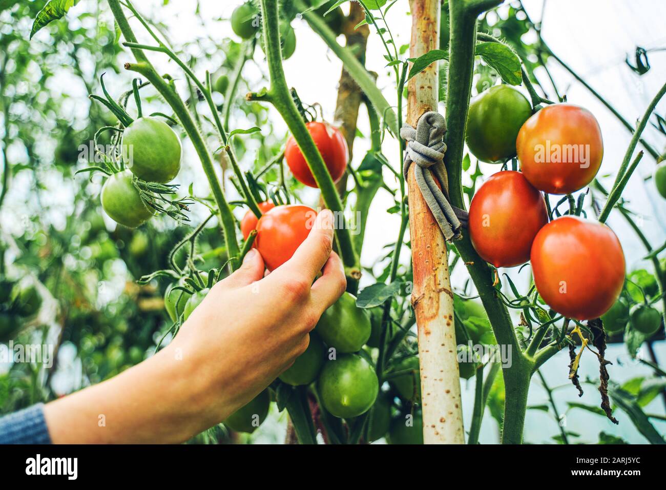 Woman caring for growing tomato fruits in a greenhouse Stock Photo - Alamy