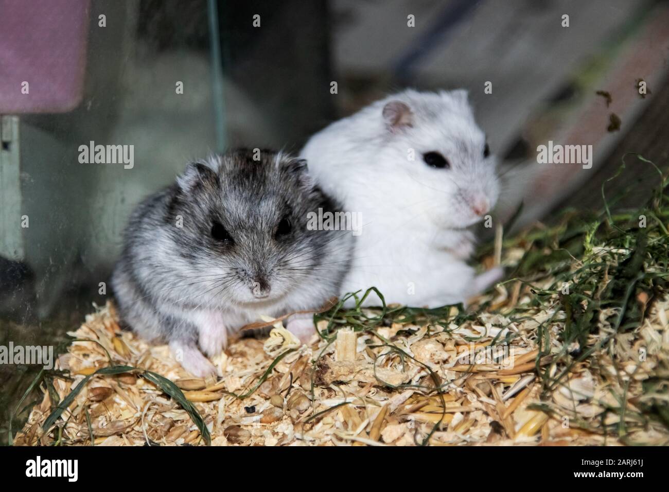 Sitting In A Cage High Resolution Stock Photography And Images Alamy