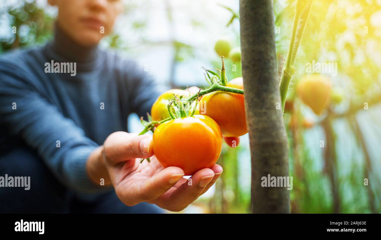 Woman caring for growing tomato fruits in a greenhouse Stock Photo - Alamy