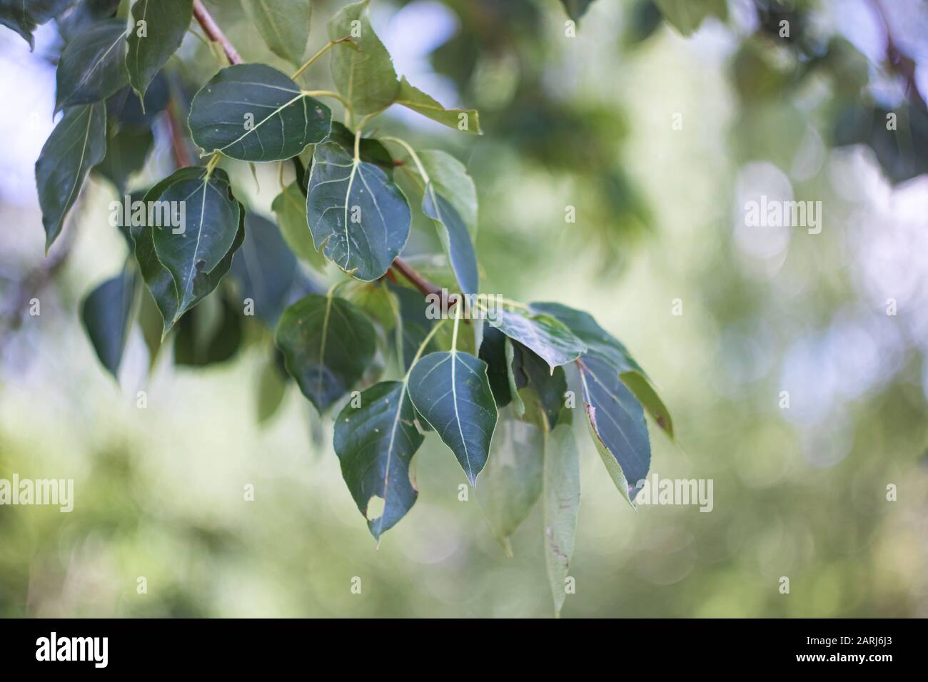 Green leaves on a tree branch close up, copy space Stock Photo - Alamy