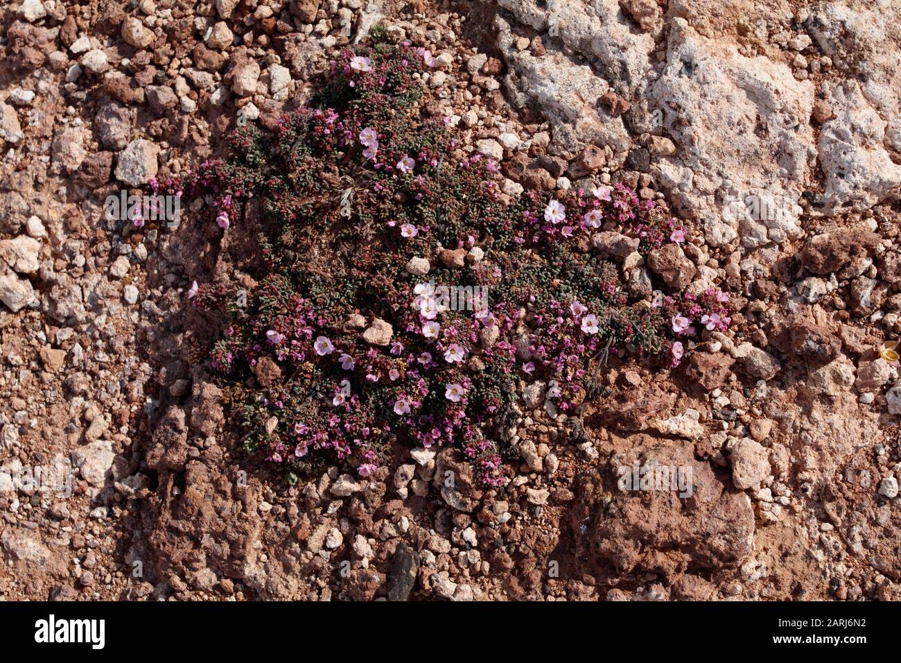 Frankenia pulverulenta on Lanzarote, Canary Islands Stock Photo