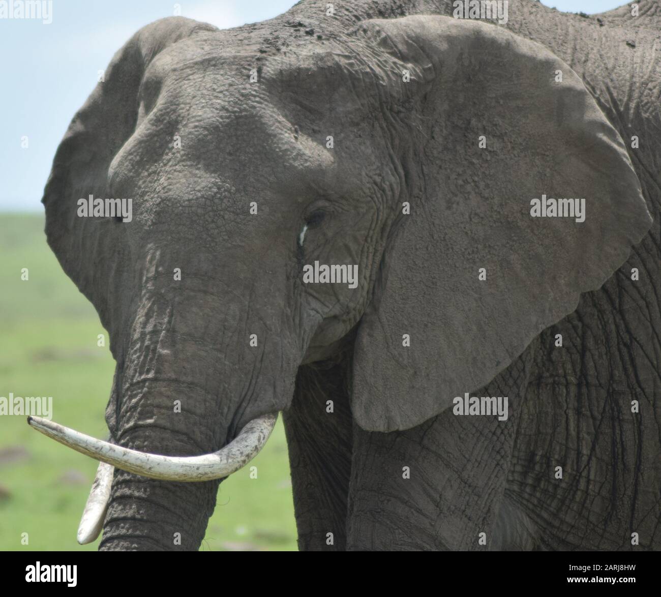 Female tusks portrait close up hires stock photography and images Alamy
