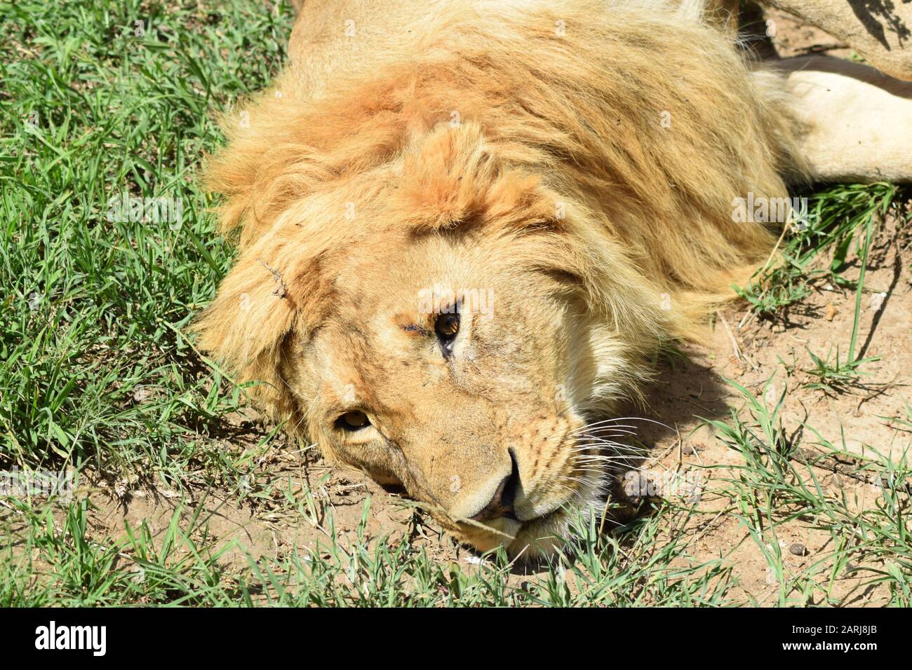 Close up of a laying young male lion with a very light mane Stock Photo