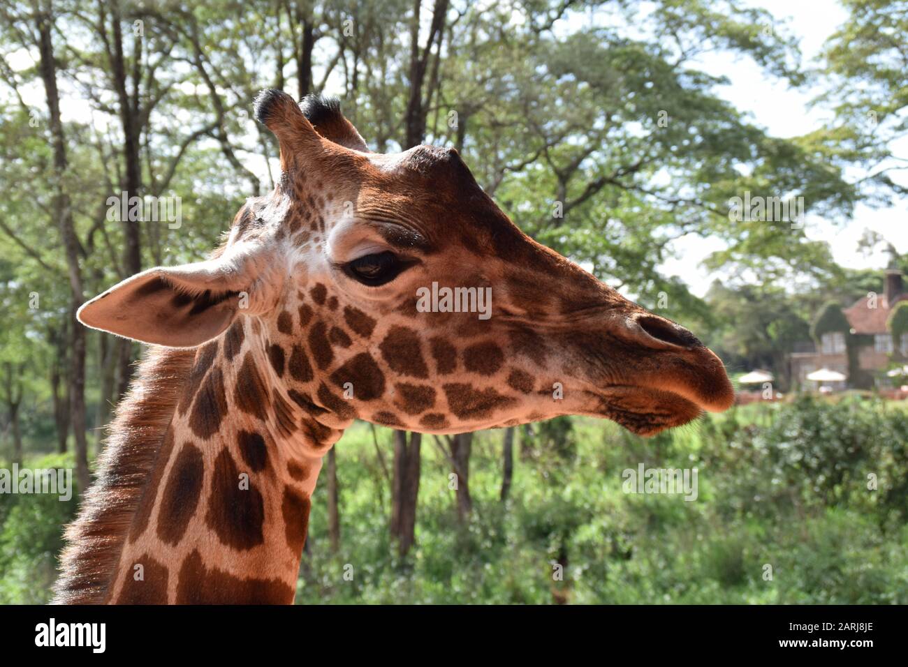 Close up and side view of a maasai giraffe s head taken at eye level Stock Photo