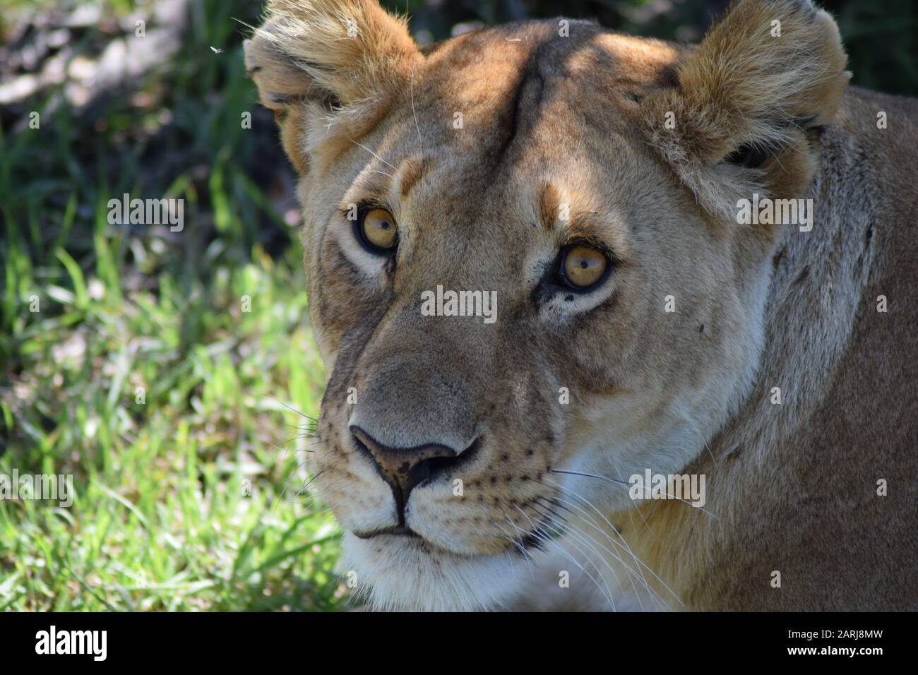 Close up and front view of a beautiful female lion looking straight into the camera Stock Photo