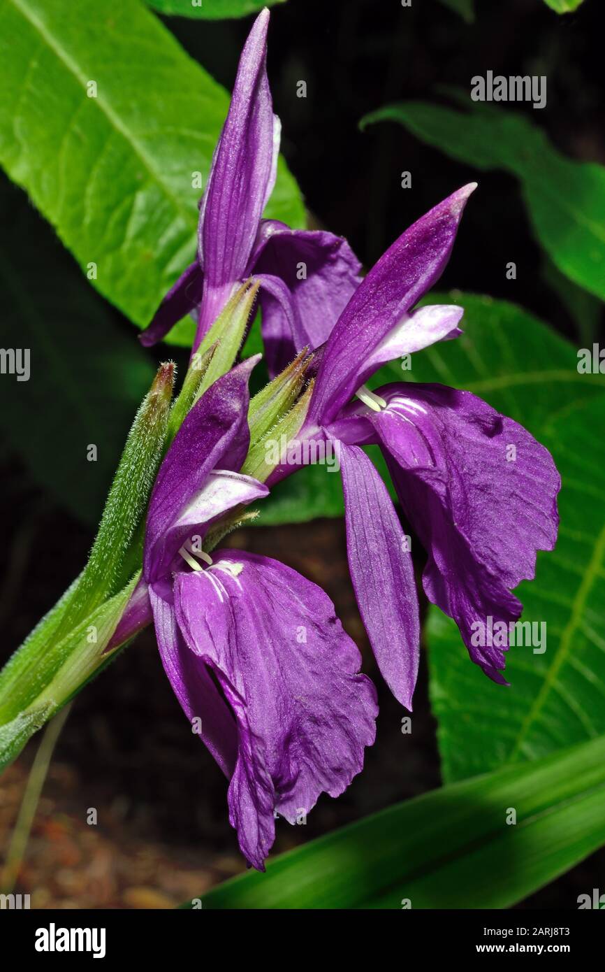 Roscoea cautleyoides is a perennial herb native to the Sichuan and Yunnan provinces of China occurring in pine forests and meadows. Stock Photo