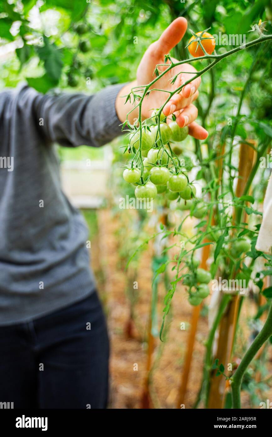 Woman caring for growing tomato fruits in a greenhouse Stock Photo - Alamy