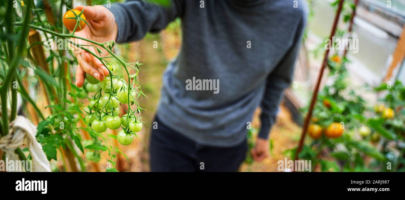 Woman caring for growing tomato fruits in a greenhouse Stock Photo - Alamy