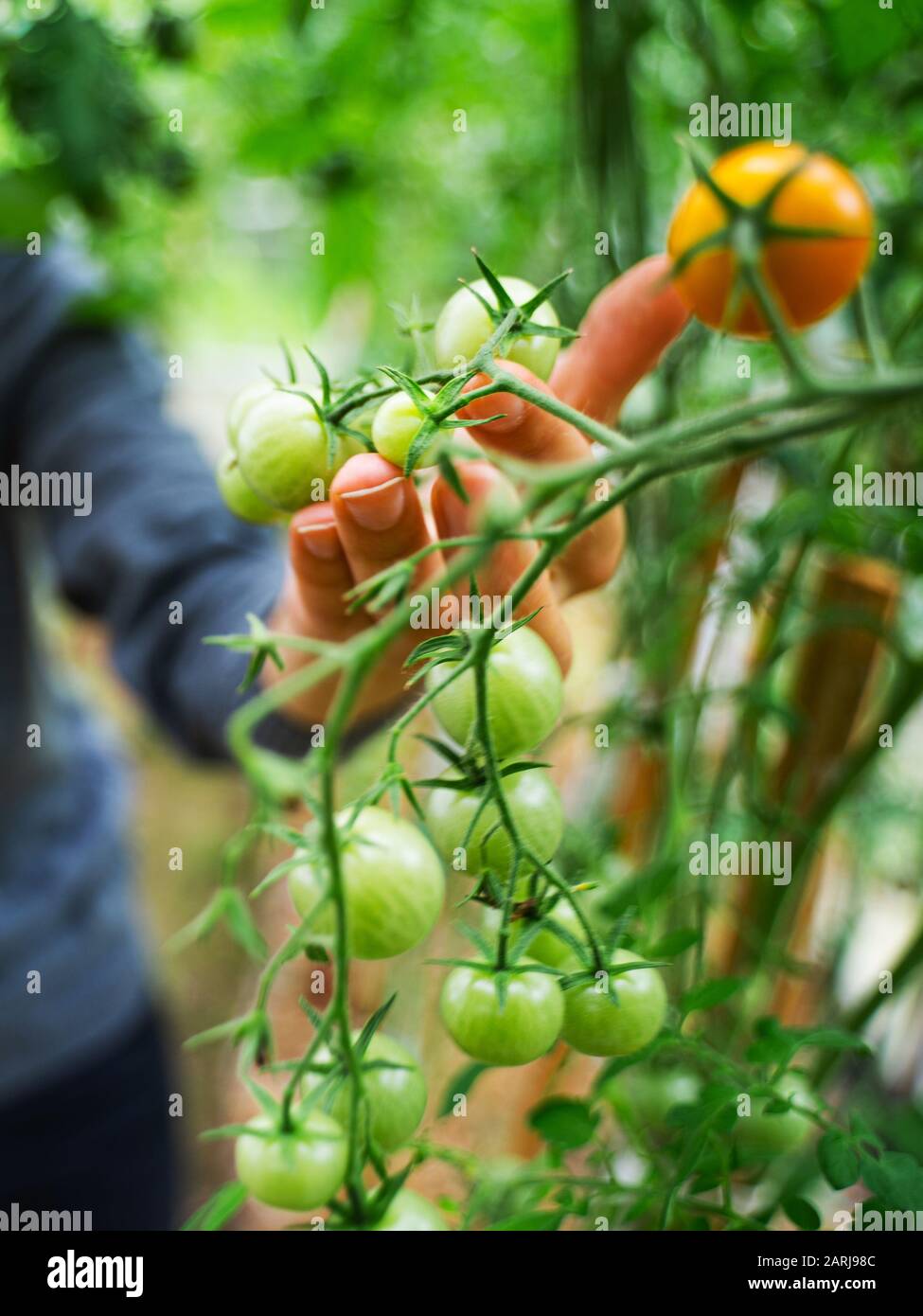 Woman caring for growing tomato fruits in a greenhouse Stock Photo - Alamy