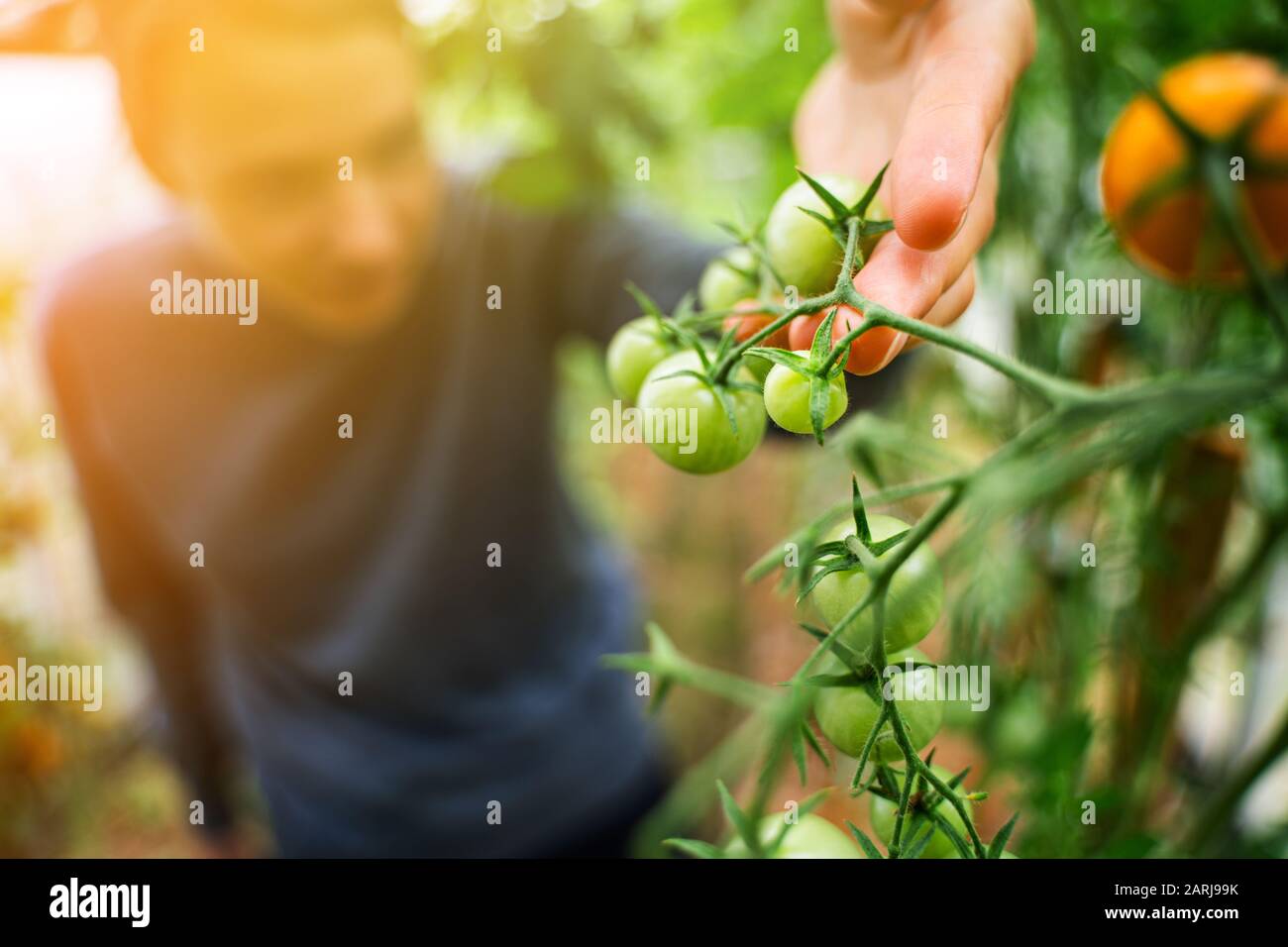 Woman caring for growing tomato fruits in a greenhouse Stock Photo - Alamy