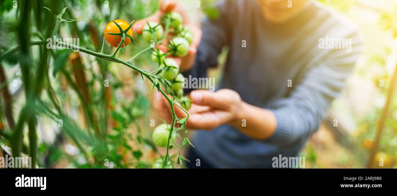 Woman caring for growing tomato fruits in a greenhouse Stock Photo - Alamy