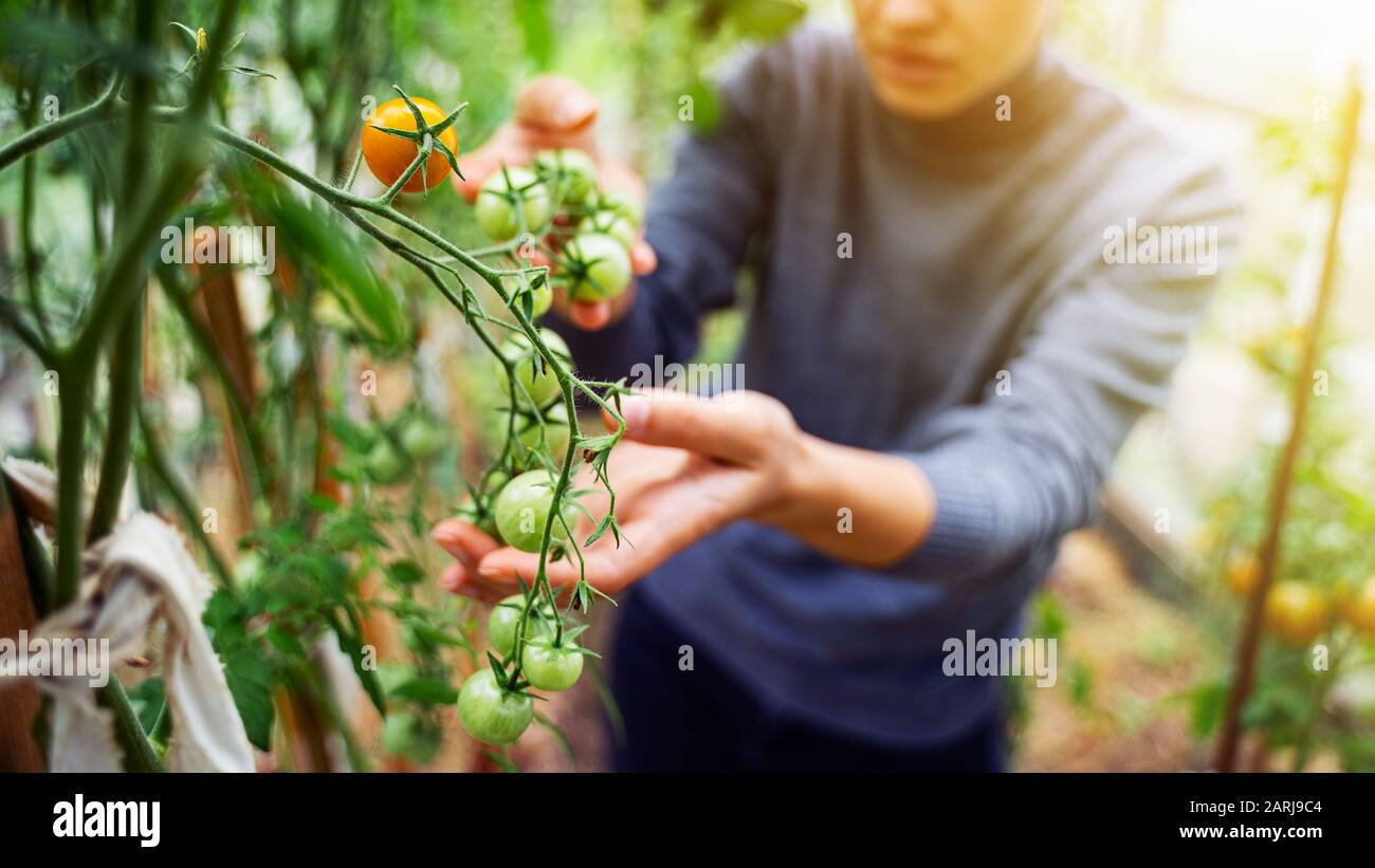 Woman caring for growing tomato fruits in a greenhouse Stock Photo - Alamy