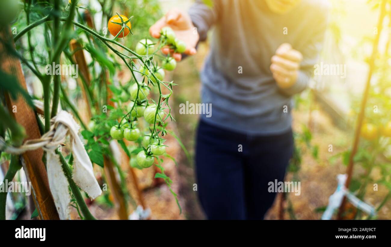 Woman caring for growing tomato fruits in a greenhouse Stock Photo - Alamy