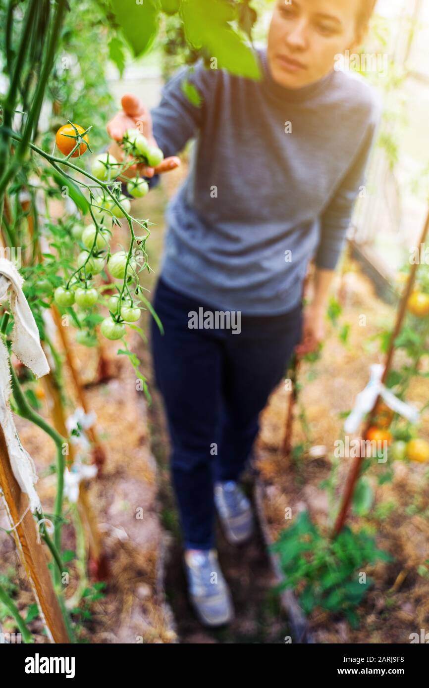 Woman caring for growing tomato fruits in a greenhouse Stock Photo - Alamy