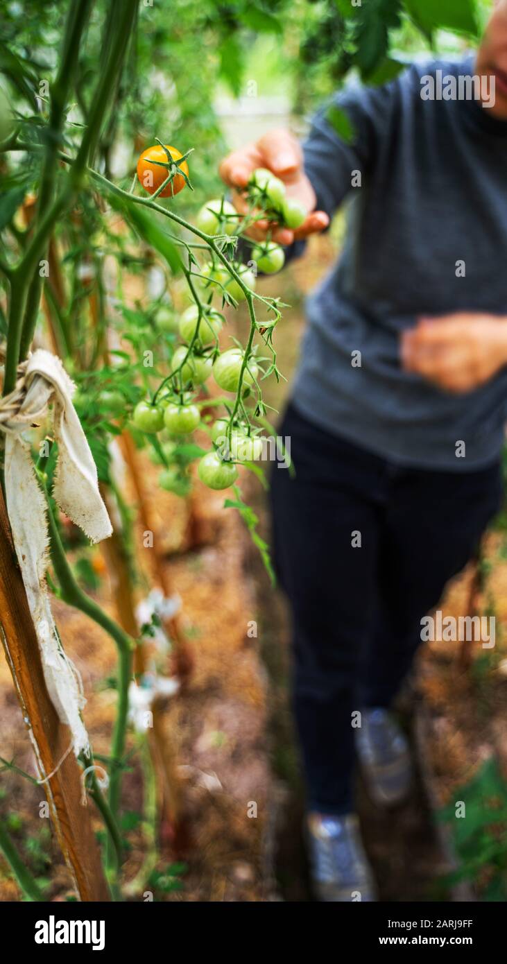 Woman caring for growing tomato fruits in a greenhouse Stock Photo - Alamy