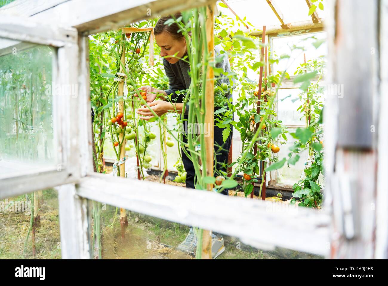 Woman caring for growing tomato fruits in a greenhouse Stock Photo - Alamy