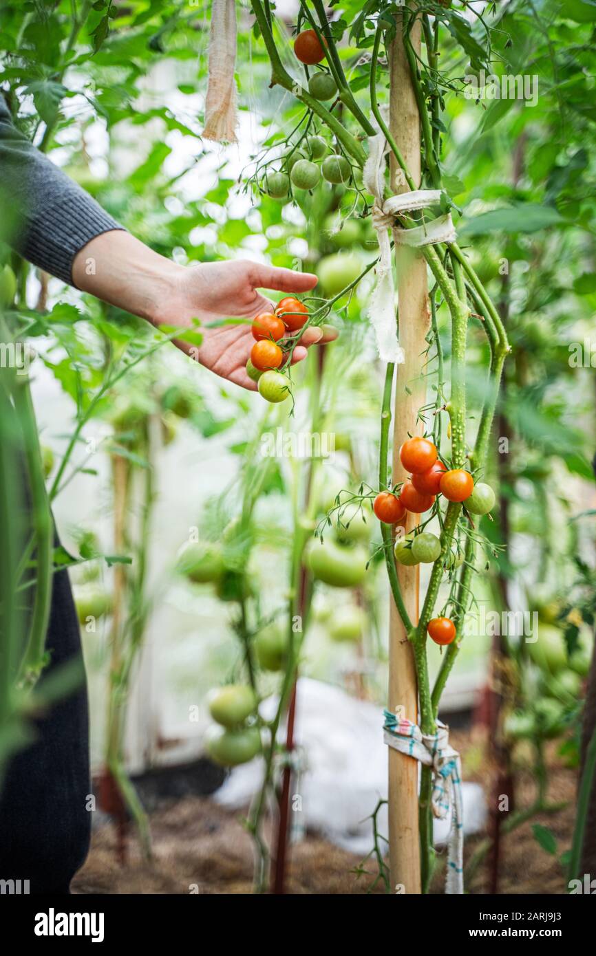 Woman caring for growing tomato fruits in a greenhouse Stock Photo - Alamy
