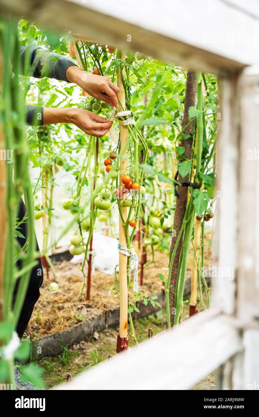 Woman caring for growing tomato fruits in a greenhouse Stock Photo - Alamy