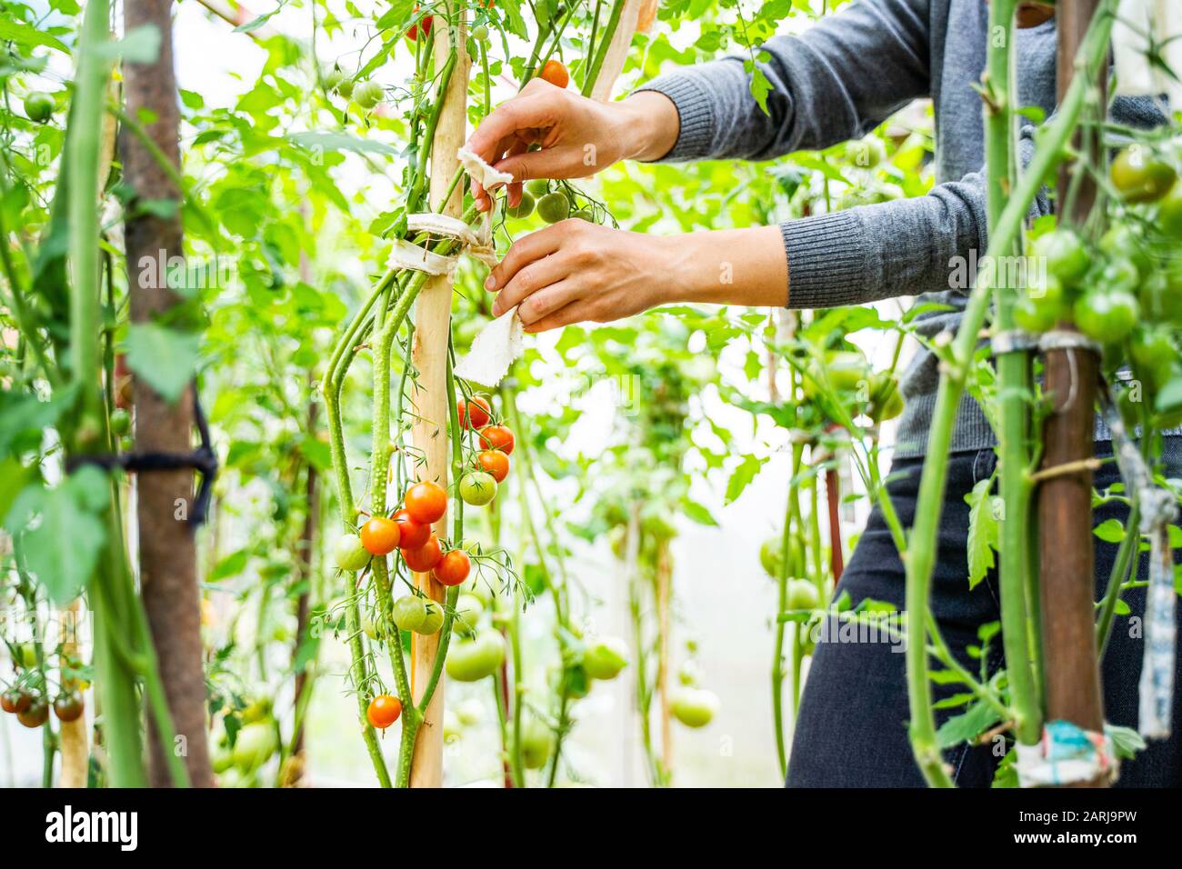Woman caring for growing tomato fruits in a greenhouse Stock Photo - Alamy