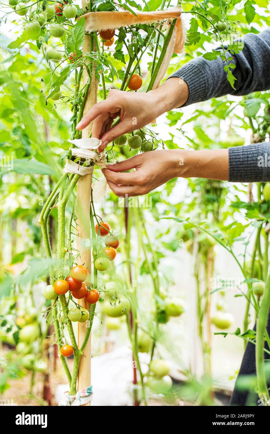 Woman caring for growing tomato fruits in a greenhouse Stock Photo - Alamy