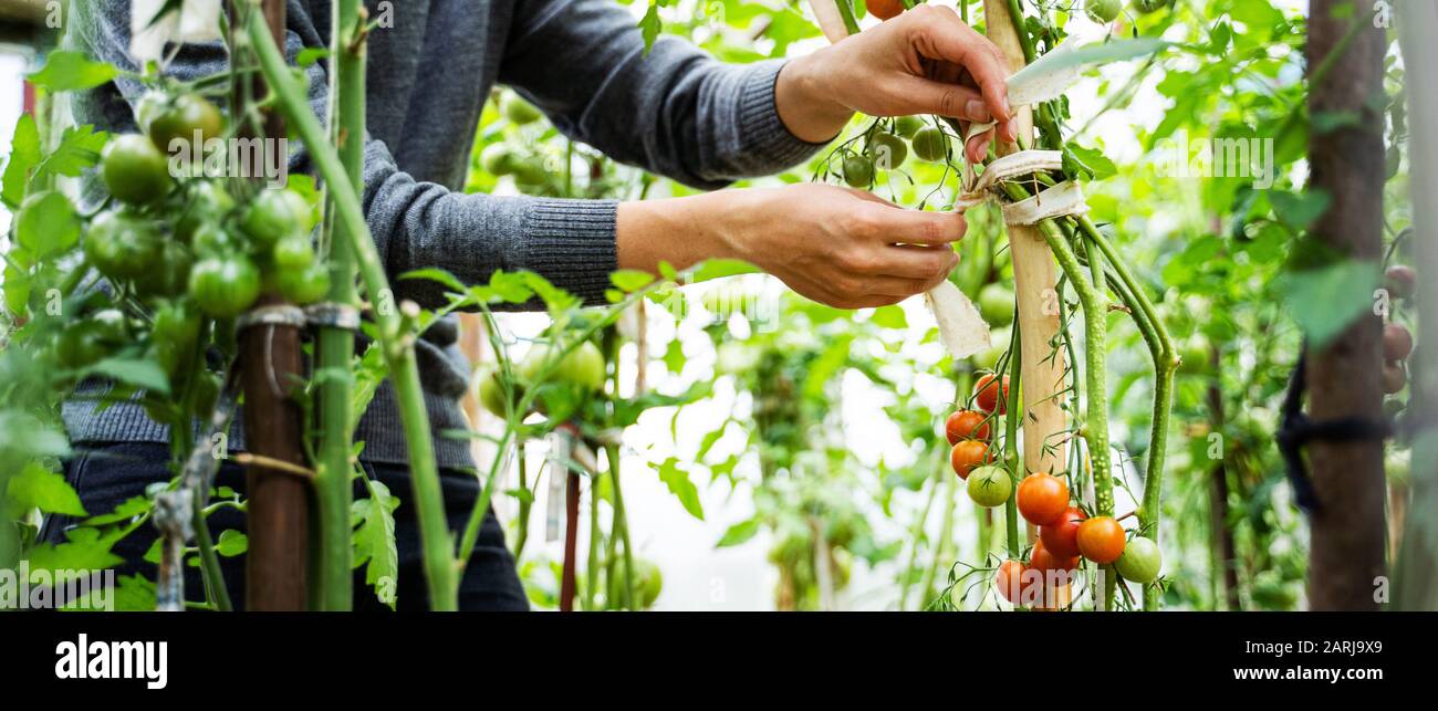 Woman caring for growing tomato fruits in a greenhouse Stock Photo - Alamy