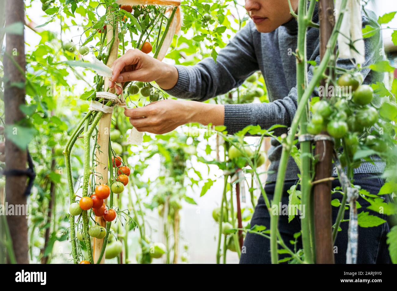Woman caring for growing tomato fruits in a greenhouse Stock Photo - Alamy