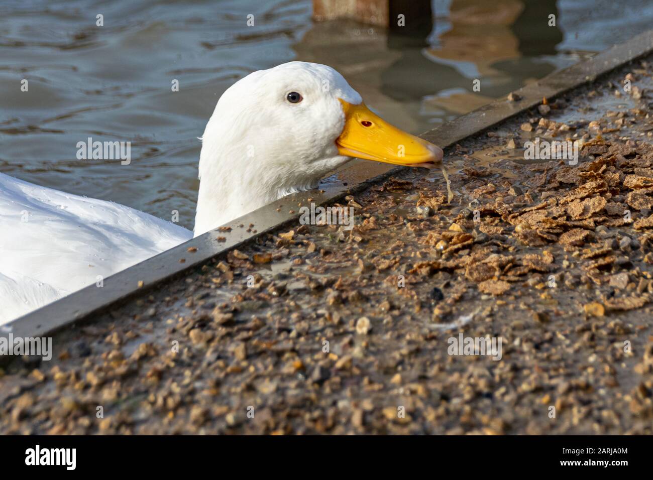 White pekin ducks dribbling pond water onto cereal food Stock Photo